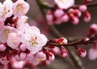 了解孕37周胎儿发育，双顶径与股骨长标准解读