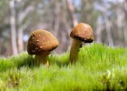 胎儿股骨长与未来身高的关系，科学解释与认识误区